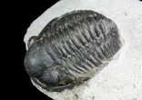 Bargain, Gerastos Trilobite Fossil - Morocco #69110-2